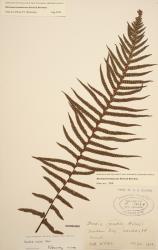Blechnum kermadecense. Herbarium specimen from Raoul Island, WELT P001809/A, showing fertile frond with long, acuminate pinnae, and sori in two rows either side of midrib.
 Image: B. Hatton © Te Papa CC BY-NC 3.0 NZ
